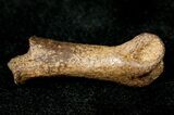 Small Theropod (Raptor) Partial Toe Bone - Hell Creek Formation #12794-1